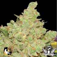 Lady Sativa Genetics Seeds Exodus Fuel